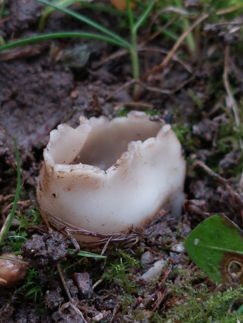 Photo © Jesper Launder Dissingia leucomelaena by Jesper Launder